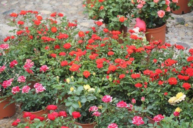 Torna “Siena in Fiore” nei giardini della fontana di San Prospero