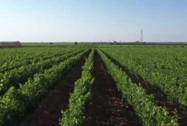 Un vino unisce Puglia e Veneto
