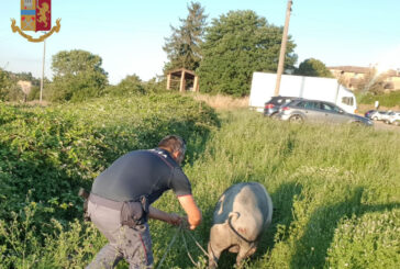 Suino cade da un carrello. La Polizia lo mette in salvo