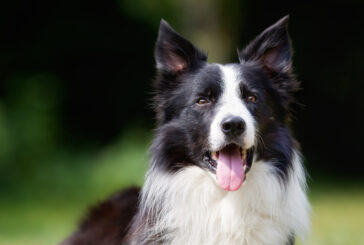 Separa due cani che litigano: bimba di 9 anni morsa da un border collie