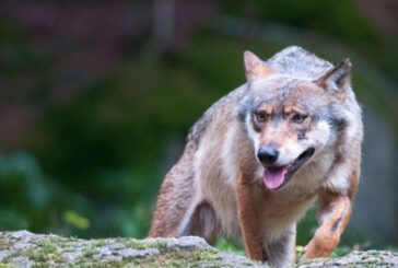 Dinamiche evolutive: su Mammal Review uno studio coordinato dall’UniSi