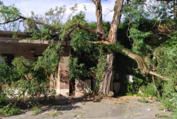 La caduta di un albero non ferma il CB Il Palio