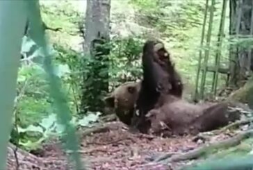 Ecco l’orso che si tiene in forma con il fitness