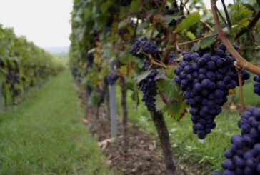 Vendemmia, allarme Cia "Troppi ostacoli per contratti a stranieri"