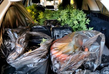 Le Fiamme Gialle sequestrano 7 piante di marijuana