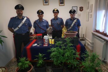 I Carabinieri scoprono una piantagione di marijuana a Monteriggioni