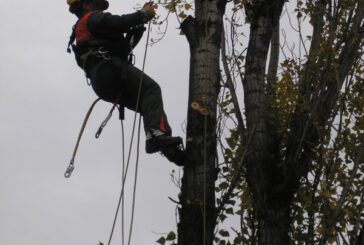 Enel esegue potatura e taglio piante in alcune località
