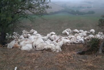 San Casciano dei Bagni: danni ingenti per un gregge aggredito