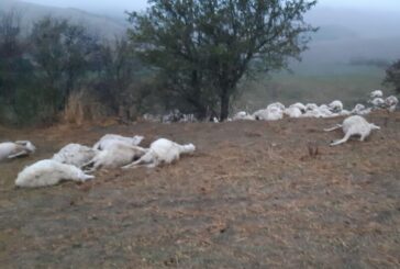 Danni da predazione: uscito il bando per gli indennizzi agli allevatori
