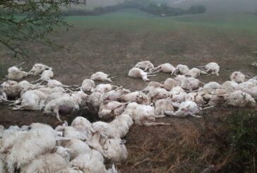 Strage di pecore a San Casciano: Coldiretti sollecita la (prossima) giunta