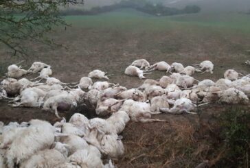 Danni da predazione: aperto da oggi il portale per le richieste