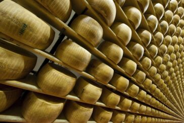 Parmigiano Reggiano, oltre 5 mila visitatori per "Caseifici Aperti"