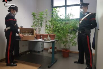 Denunciata coppia che coltivava marijuana in garage
