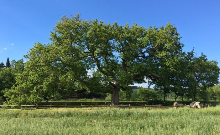 Coldiretti: “165 giganti verdi abitano in Toscana”