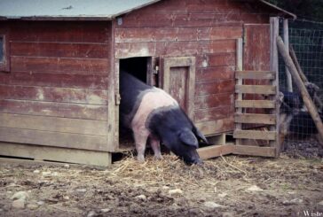 Senia, la maialina scappata  nel viaggio verso il macello, ha una nuova vita