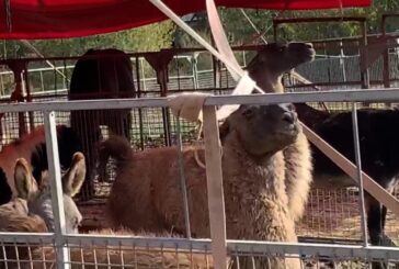Gli animali hanno fame, Coldiretti dona fieno al circo ad Isola d’Arbia