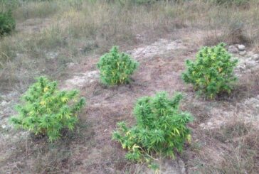Piante di marijuana scoperte dai Carabinieri di Abbadia San Salvatore
