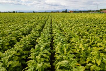 Tabacco, prorogato l'accordo Philip Morris-Ministero Politiche Agricole