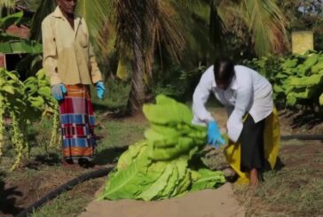 Tabacco e differenze fiscali, a rimetterci è lo Stato