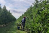 Frutta. Coldiretti Toscana: “In 10 anni sparito un albero su due”