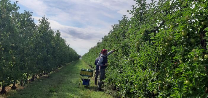Coldiretti Toscana: “In 10 anni sparito un albero su due”