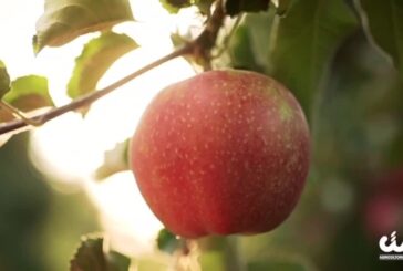 Agricoltura, la sfida è ripartire dal futuro