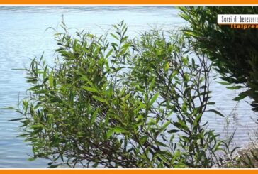 Sorsi di benessere – La tisana per la tosse