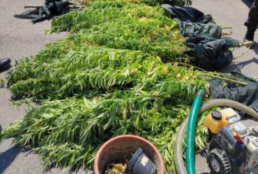 La Guardia di Finanza scopre una piantagione di marijuana