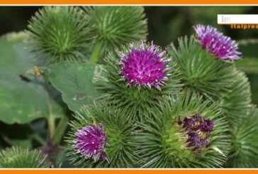 Sorsi di benessere – Una tisana depurativa