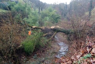 Caduta una quercia nell’alveo del fosso di Ravacciano