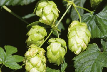 Copagri "Supportare la filiera del luppolo per la birra 100% italiana"