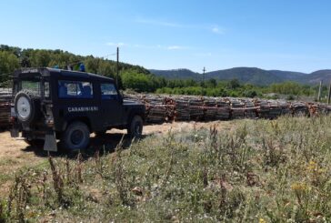 Taglio boschivo: l’attività dei Carabinieri Forestali nel 2020