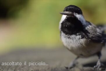 Giornata Mondiale della Poesia, nasce il #poetuber