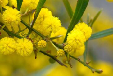 Festa della donna: meno mimose e più fatti