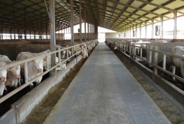 Consumo di carne, IntercarneItalia: "Dall'UE un questionario tendenzioso"