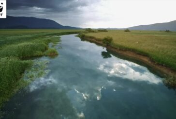P&G e il WWF insieme per l’ambiente