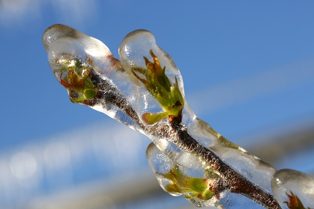 Freddo e gelate tardive: attenzione alta per vigneti, oliveti e frutteti