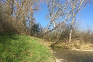 Taverne: intervento del Consorzio di bonifica per alberi pericolanti