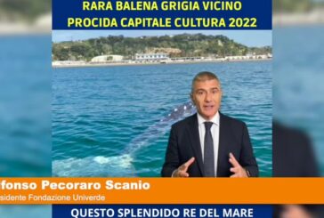 Avvistata balena Grigia a Pozzuoli “Pecoraro Scanio “Rispettate questi grandi cetacei”