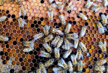 Allarme di Legacoop e Confcooperative Toscana: “Aiutare il comparto api”