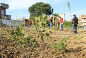 Sta crescendo una foresta tra le case a Montepulciano Stazione