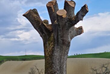 La “quercia solitaria” del Chianti selvaggiamente potata.