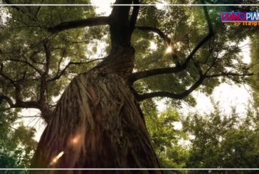 Arbolia, più aree verdi nelle città grazie all’alleanza pubblico-privato