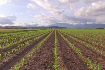 Il mercato dell’agricoltura 4.0 vale 540 mln