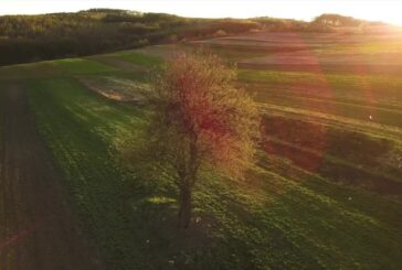 Arbolia, nuovi boschi urbani nelle città italiane