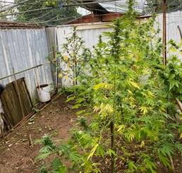 Beccato dai Carabinieri ad annaffiare la marijuana: arrestato