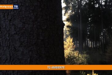 Tg Ambiente – 13/6/2021