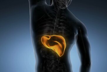Passi avanti per un modello artificiale di pancreas