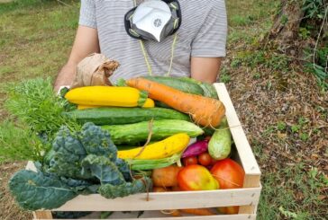 Verdure solidali a OrtoMangione, orto collettivo di Siena