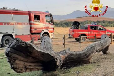 In fiamme il ramo caduto della Quercia delle Checche
